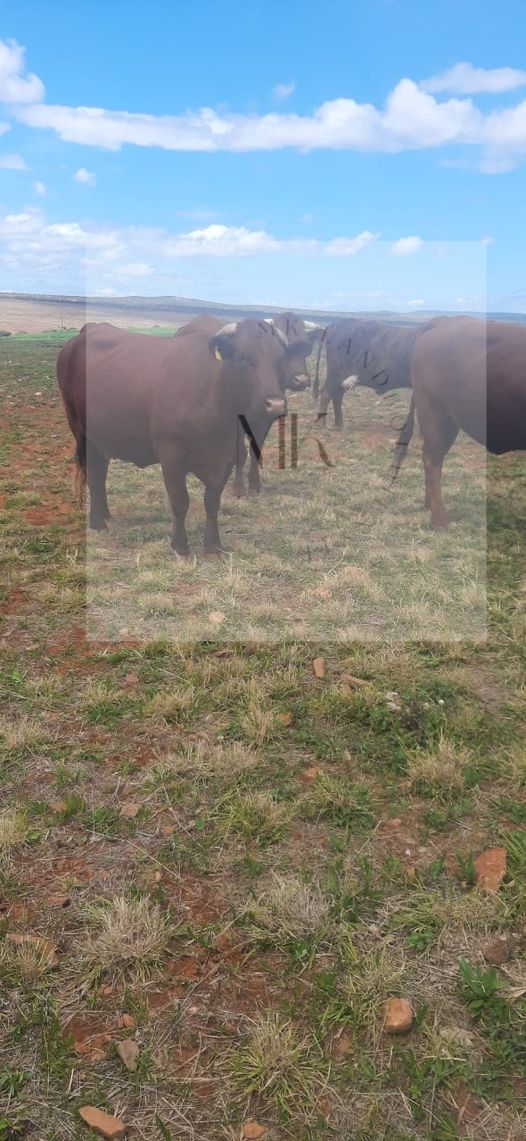 1 Bonsmara dragtige vers   | MK Landbou Dienste