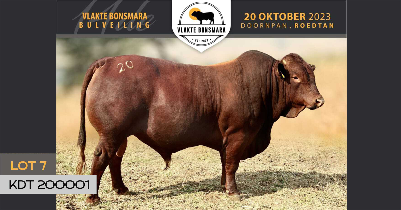 14de Bulveiling | Vlakte Bonsmara | 20 Oktober 2023 | Doornpan - 4