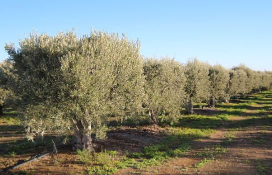 34Ha Farm For Sale in Prince Albert Rural | Agrisell - 2