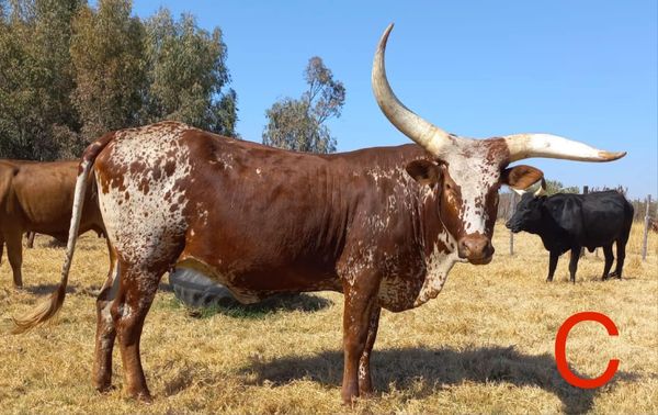 Ankole/Ngunikruisings. Al vier die koeie is dragtig | Agrimar - 1