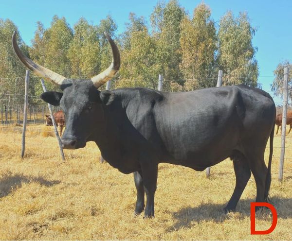 Ankole/Ngunikruisings. Al vier die koeie is dragtig | Agrimar - 2