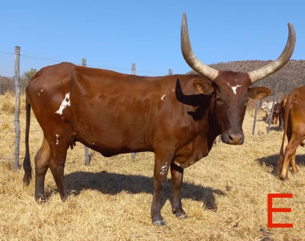 Ankole/Ngunikruisings. Al vier die koeie is dragtig | Agrimar - 4