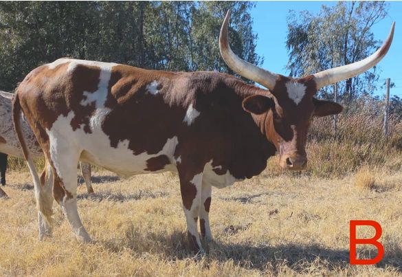 Ankole/Ngunikruisings. Al vier die koeie is dragtig | Agrimar - 3