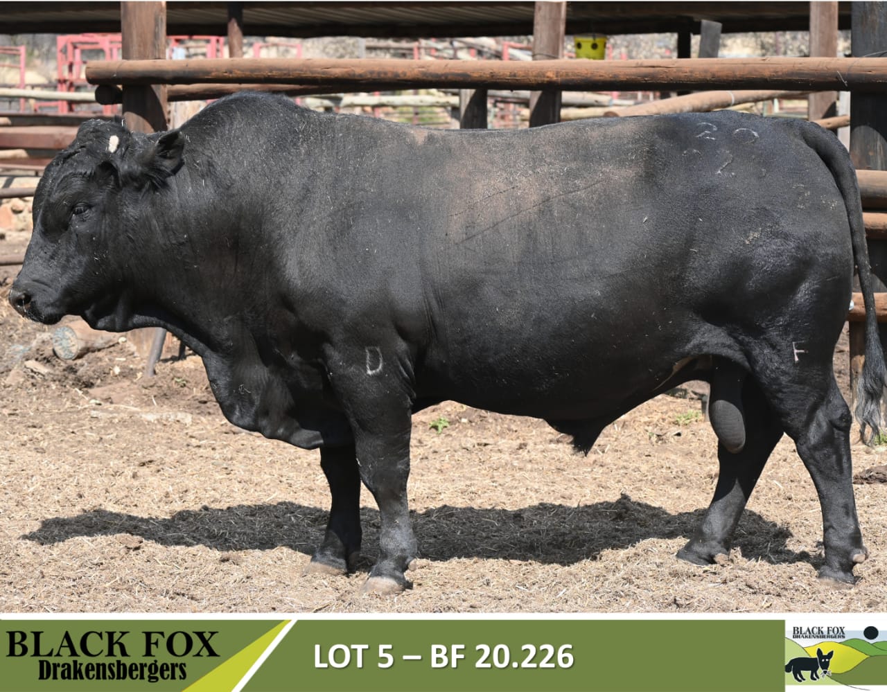 Black Fox 18de produksieveiling | 5 September 2024 | 11.00 | Jakkalsfontein, Klerksdorp - 3