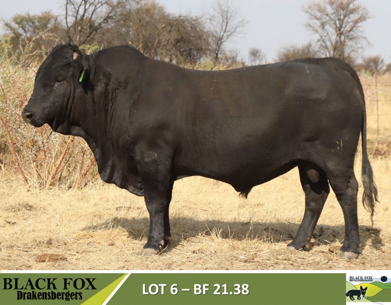 Black Fox 18de produksieveiling | 5 September 2024 | 11.00 | Jakkalsfontein, Klerksdorp - 4