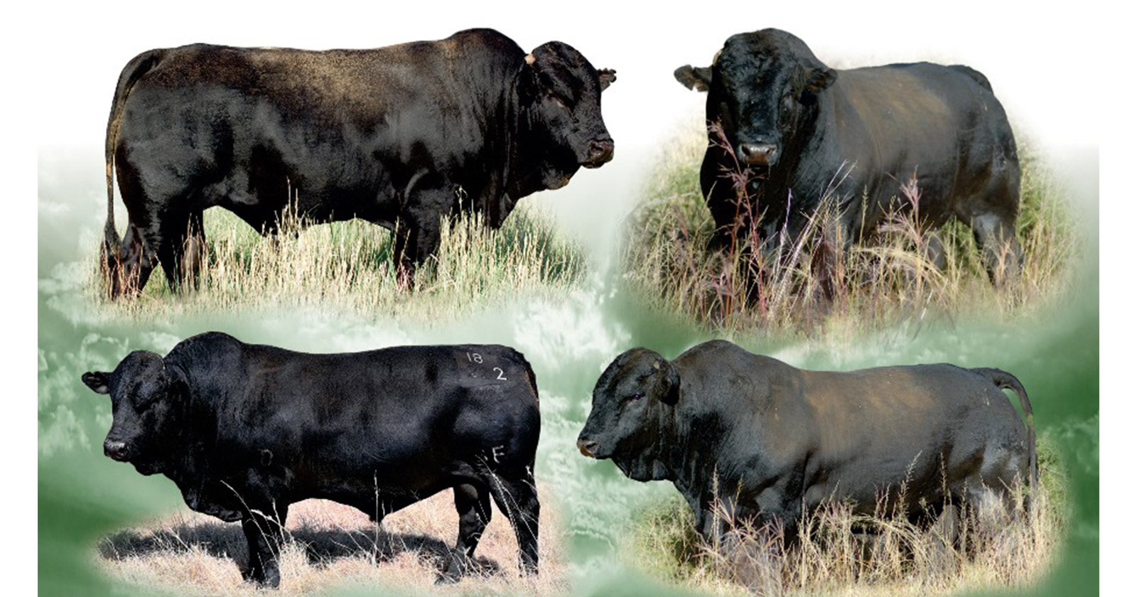 Black Fox 18de produksieveiling | 5 September 2024 | 11.00 | Jakkalsfontein, Klerksdorp - 9