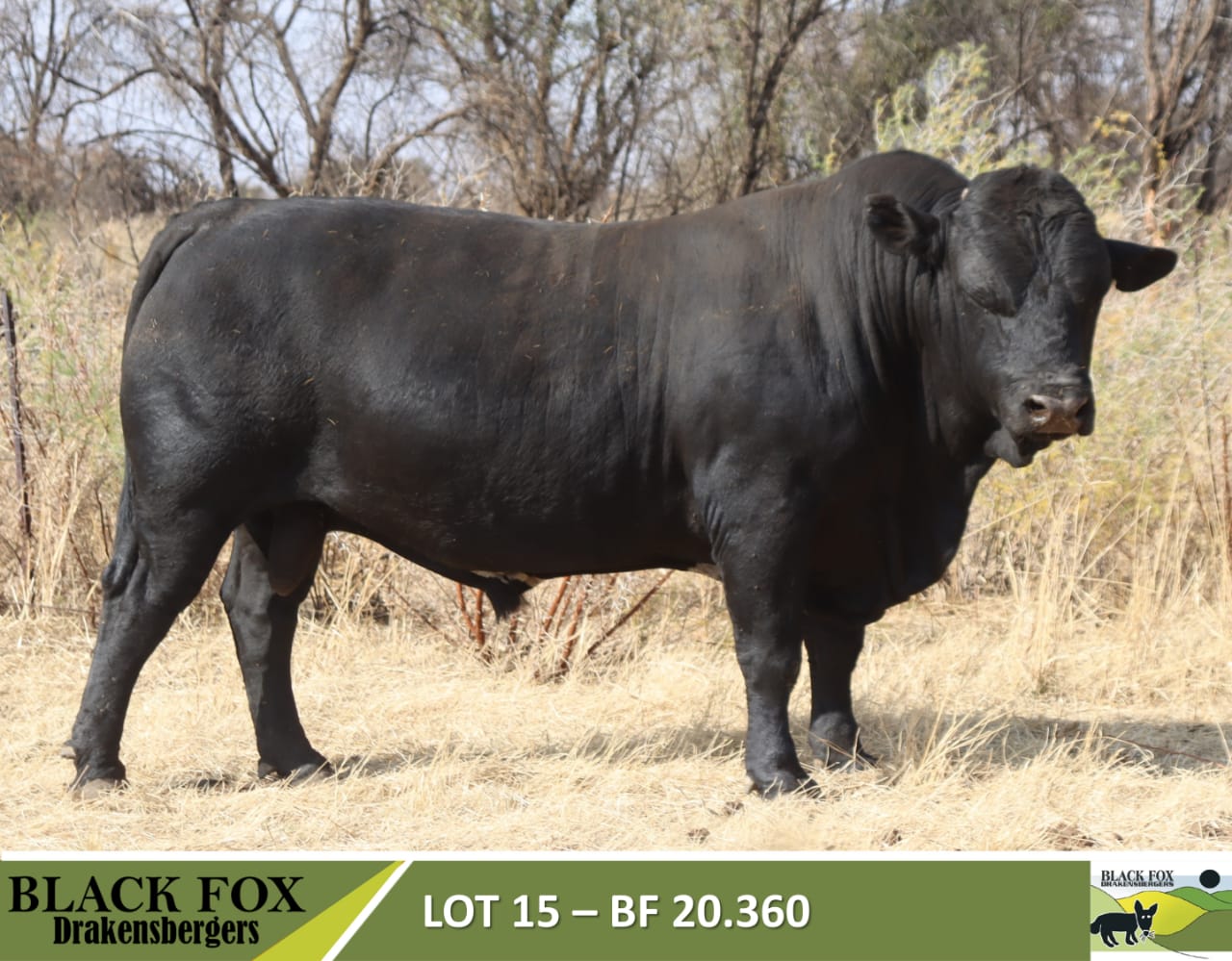 Black Fox 18de produksieveiling | 5 September 2024 | 11.00 | Jakkalsfontein, Klerksdorp - 7
