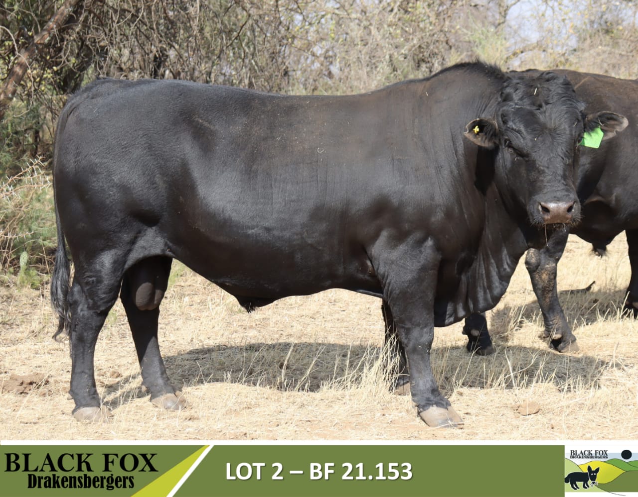 Black Fox 18de produksieveiling | 5 September 2024 | 11.00 | Jakkalsfontein, Klerksdorp - 6