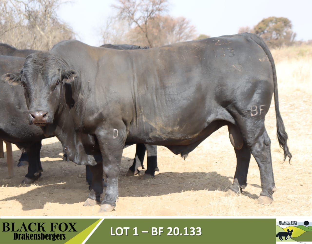 Black Fox 18de produksieveiling | 5 September 2024 | 11.00 | Jakkalsfontein, Klerksdorp - 1