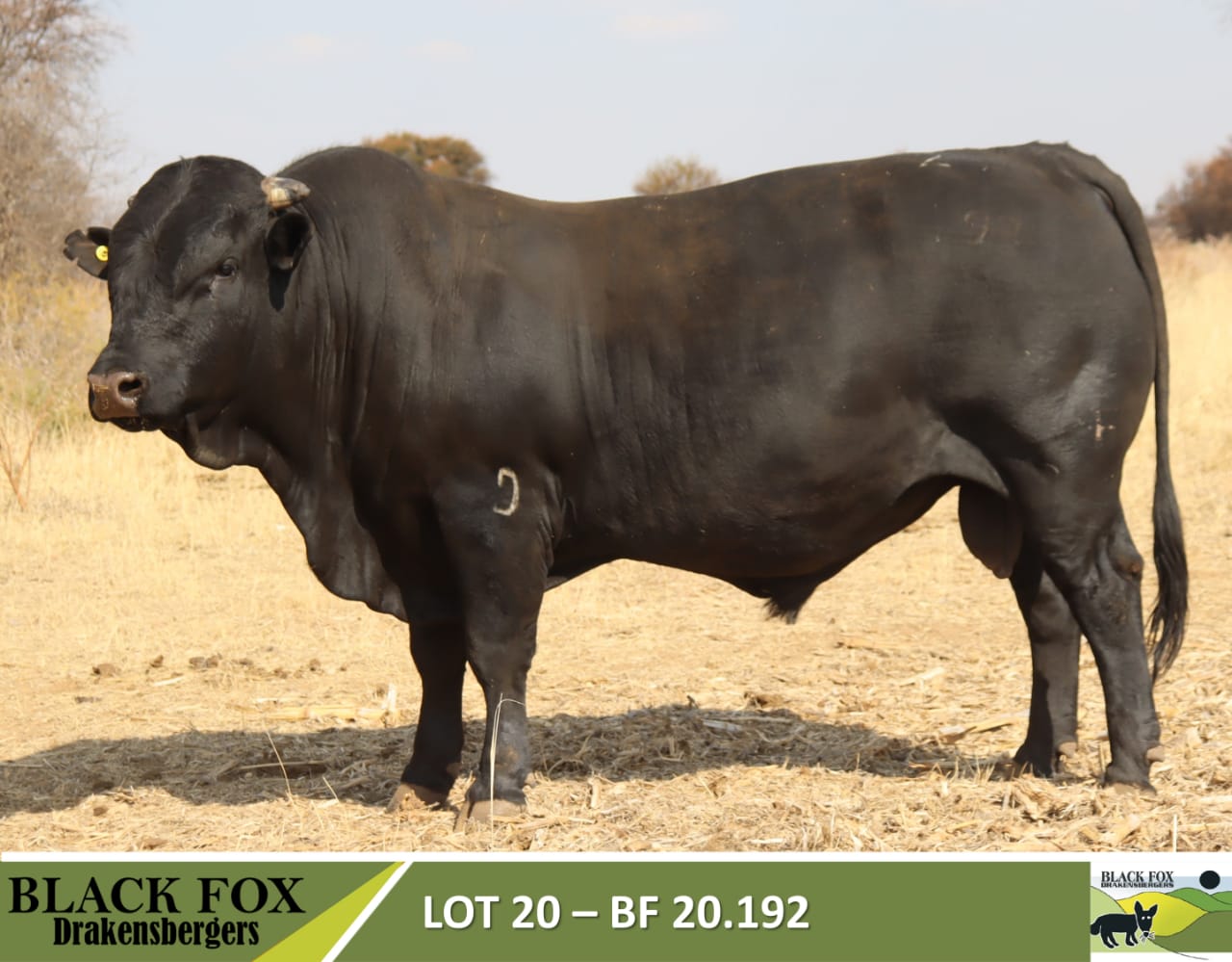 Black Fox 18de produksieveiling | 5 September 2024 | 11.00 | Jakkalsfontein, Klerksdorp - 2