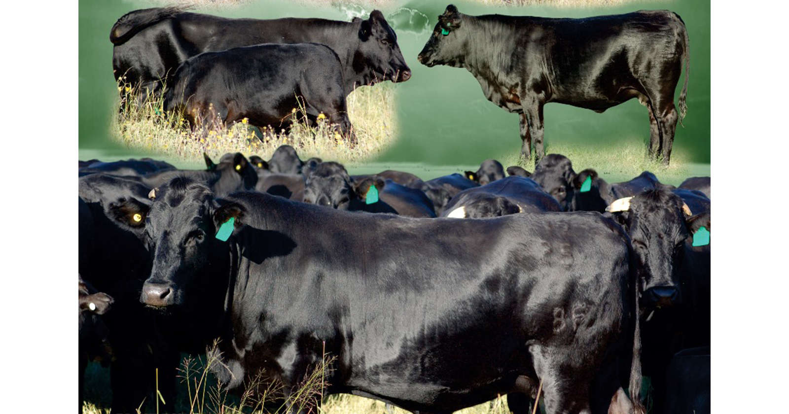 Black Fox 18de produksieveiling | 5 September 2024 | 11.00 | Jakkalsfontein, Klerksdorp - 8