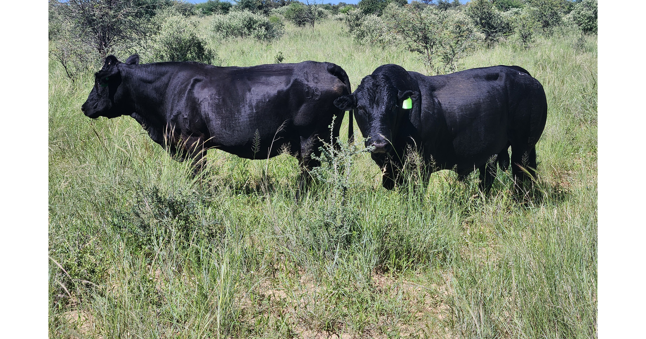 Black Fox bulls are bed for robustness & adaptability | Northwest Drakensbergers club - 4