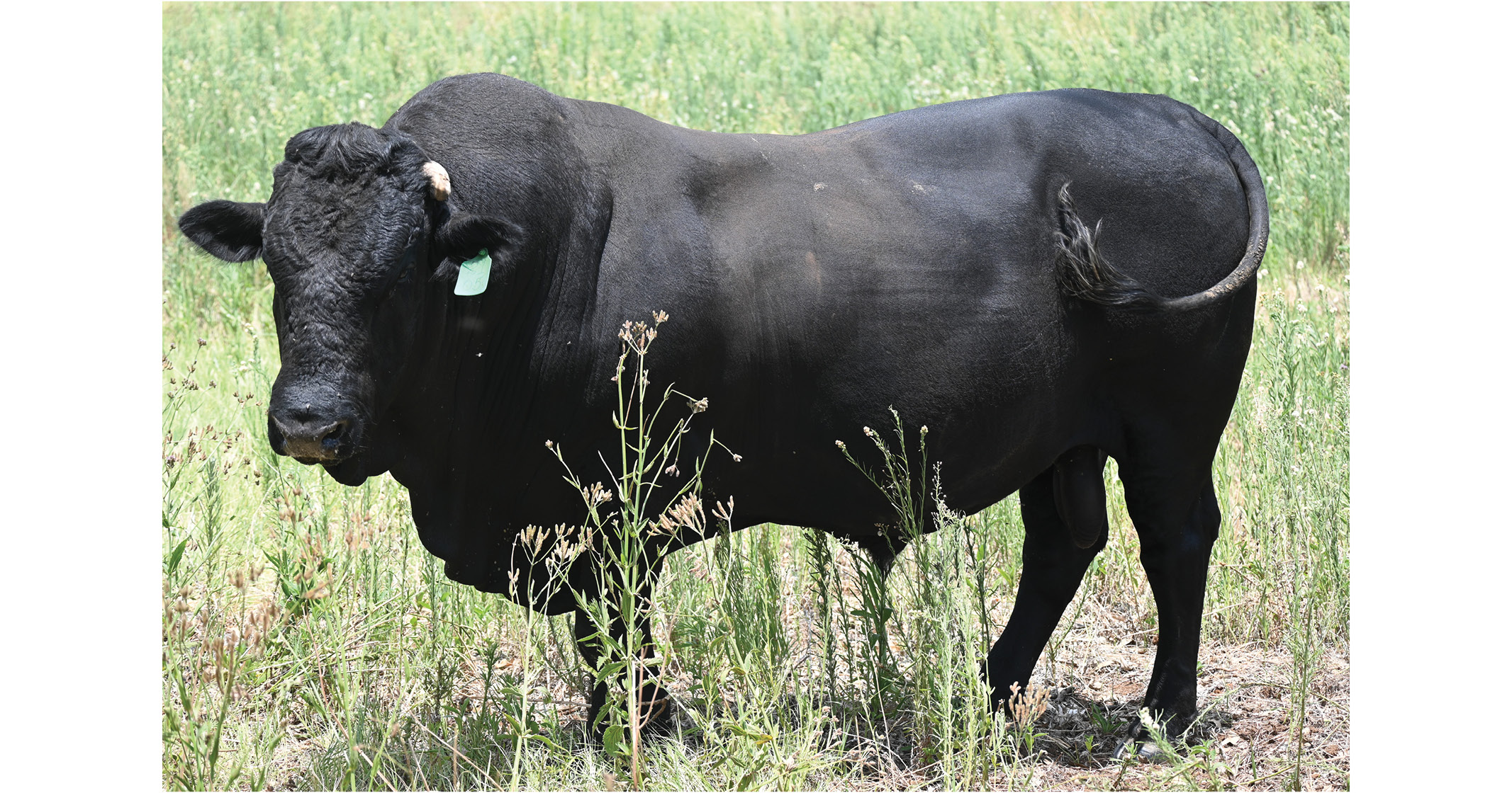 Black Fox bulls are bed for robustness & adaptability | Northwest Drakensbergers club - 2