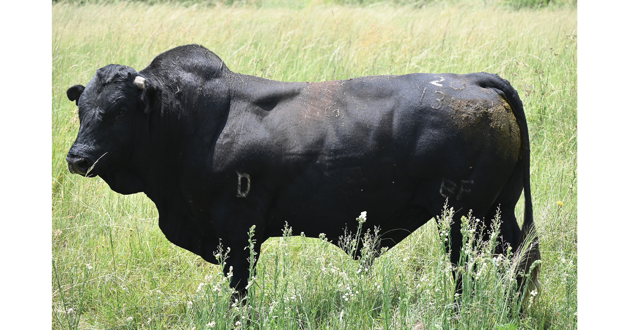 Black Fox bulls are bed for robustness & adaptability | Northwest Drakensbergers club - 3
