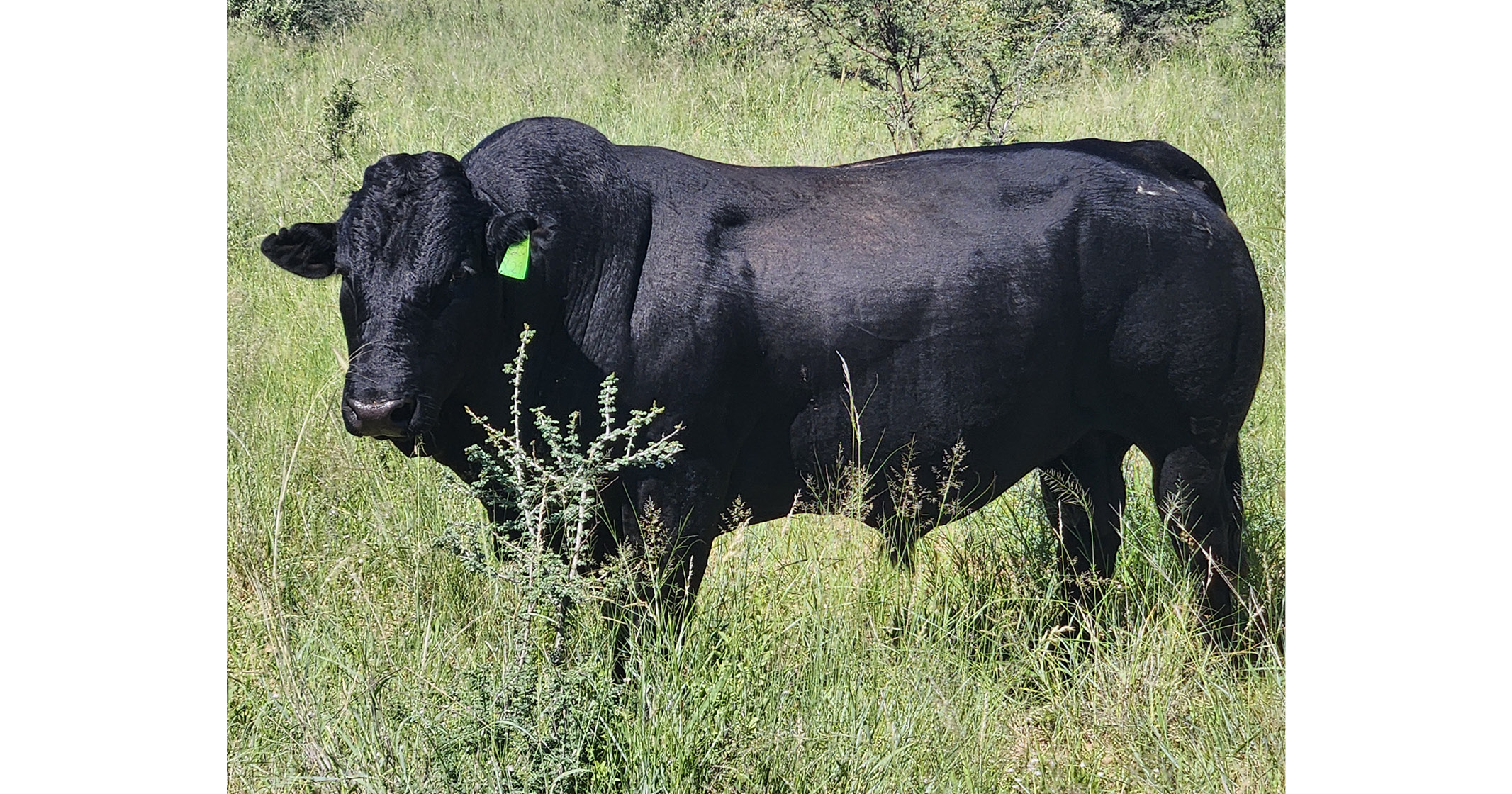 Black Fox bulls are bed for robustness & adaptability | Northwest Drakensbergers club - 1