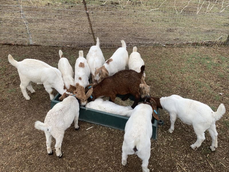 Boer goats for sale - 1