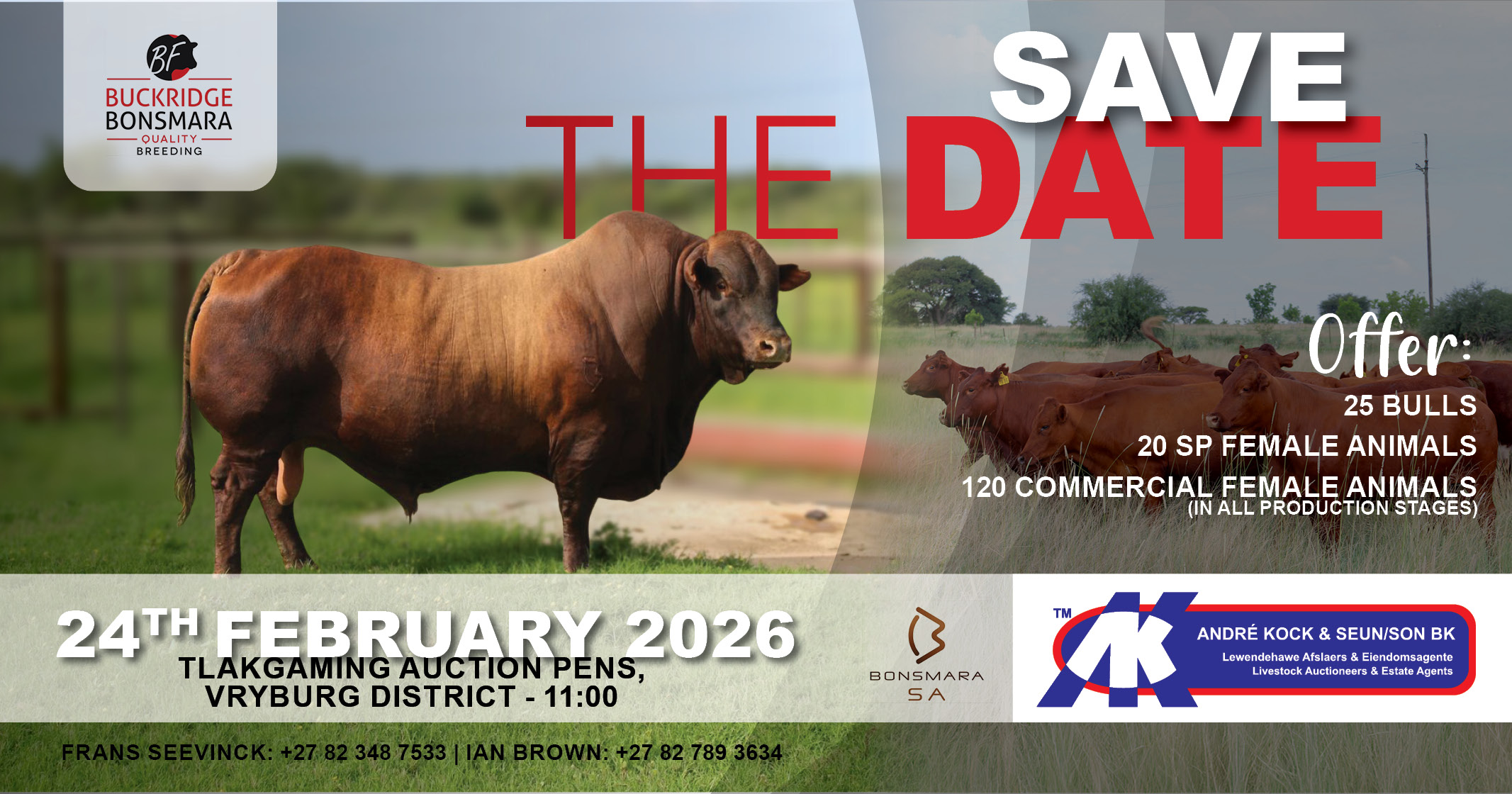 Buckridge Bonsmara produksie veiling | 24 Februarie 2026 | 11: 00 | Tlakgaming Veilingskrale - 1