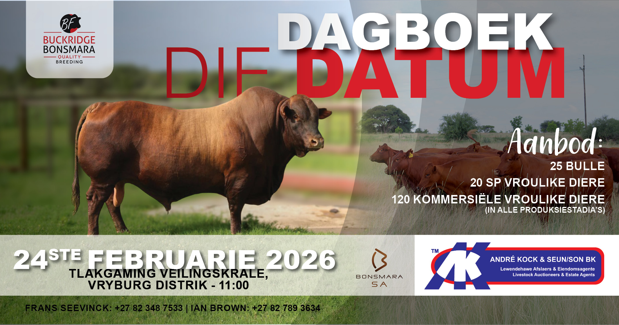 Buckridge Bonsmara produksie veiling | 24 Februarie 2026 | 11: 00 | Tlakgaming Veilingskrale