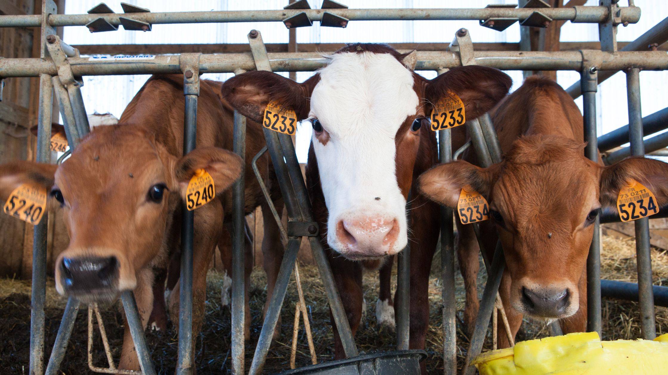 Buy Cows Online: Quality Cattle at Your Fingertips! - 1