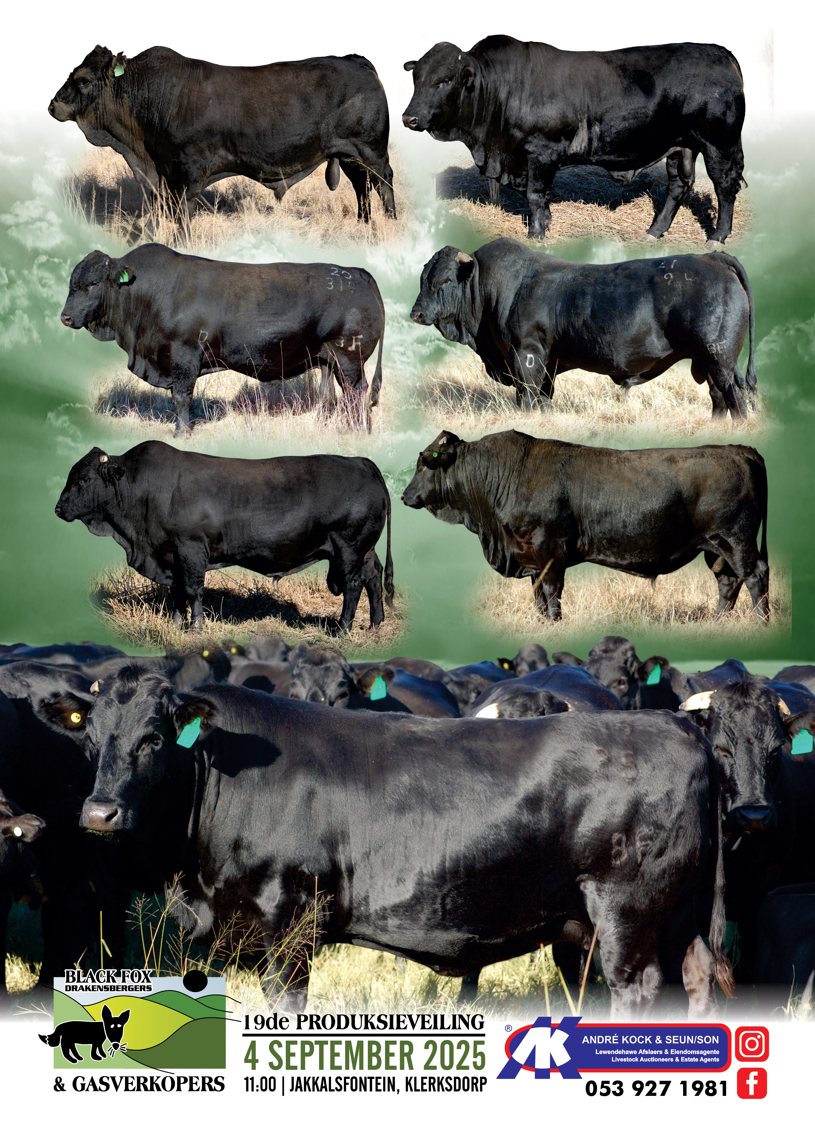 Choose Your Champion | Black Fox Drakensbergers | 4 September 2025 | 11:00 - 2