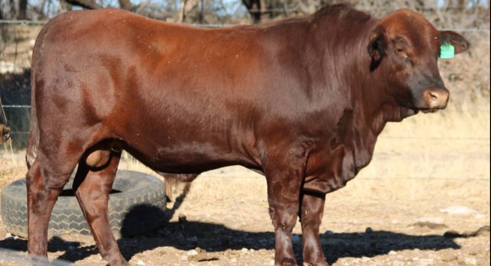 Contact Digikraal for High-Quality Angus Bulls for Sale - 1