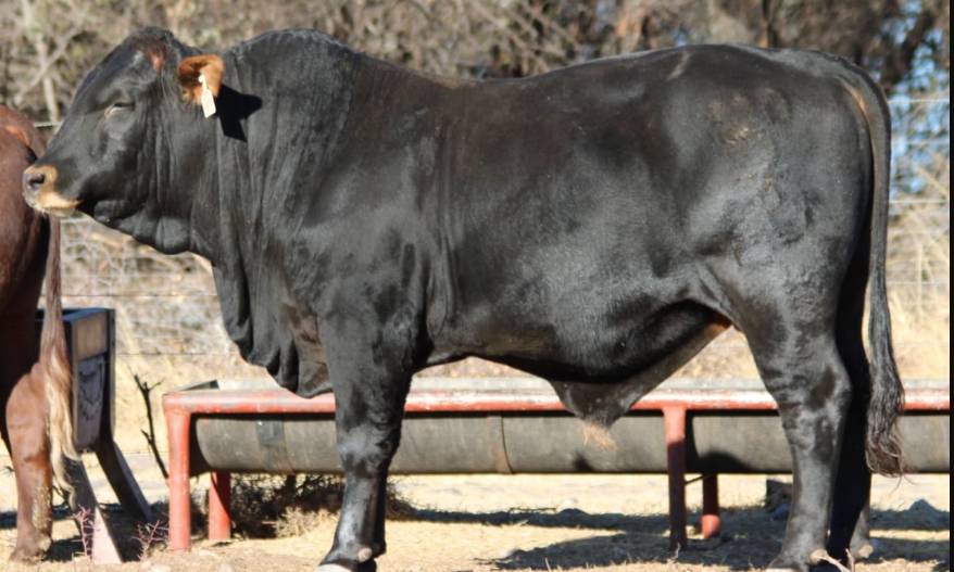 Contact Digikraal for High-Quality Angus Bulls for Sale - 2