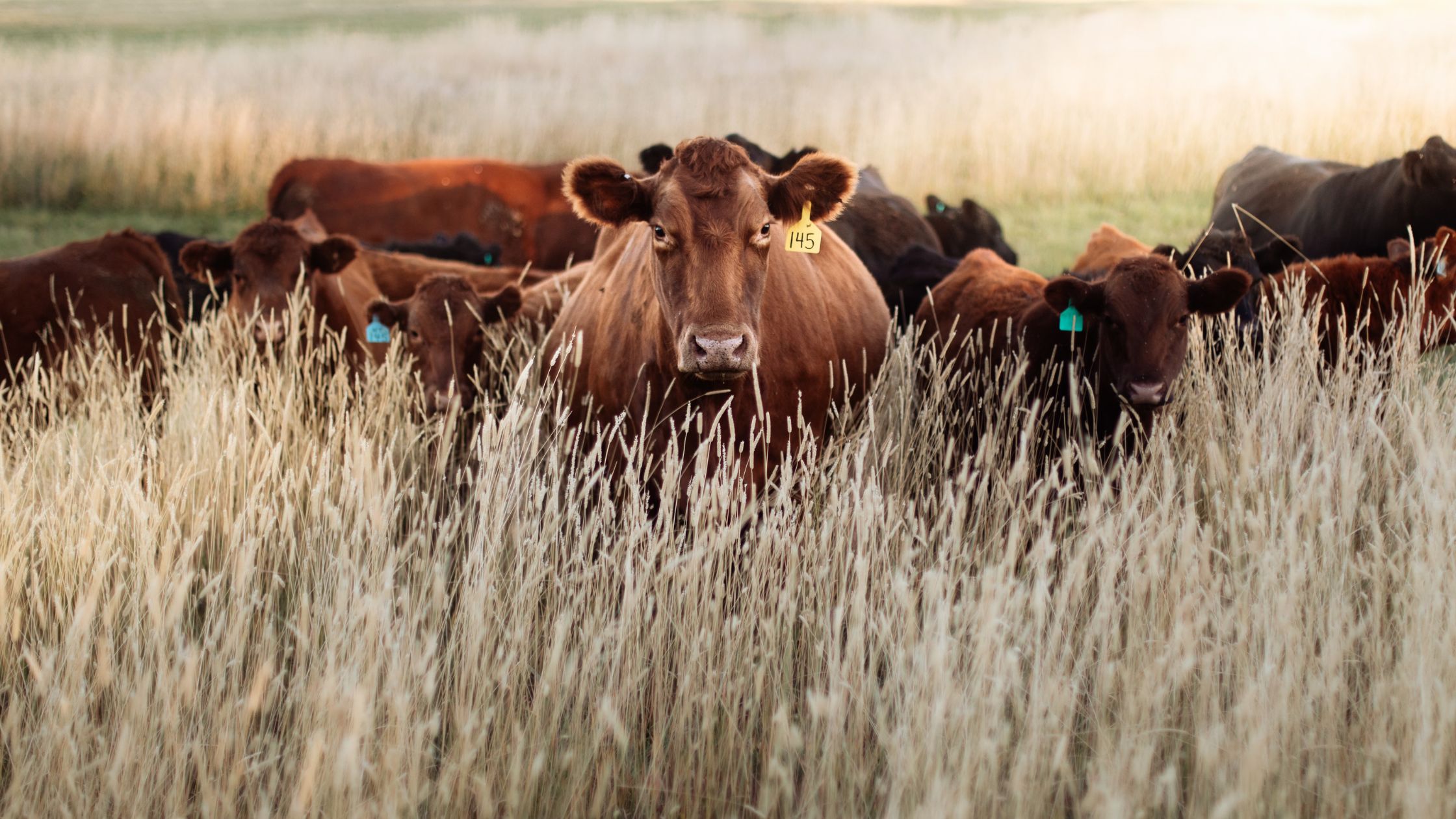 Digikraal: The Smartest Way to Buy Cattle in South Africa - 3