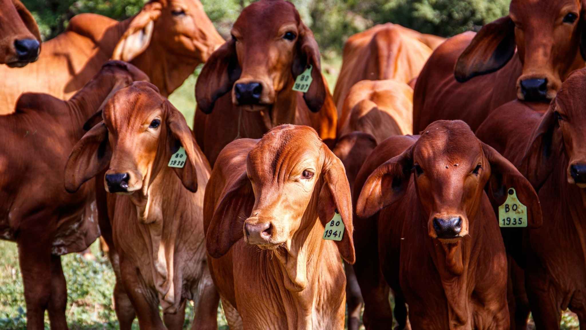 Digikraal: The Smartest Way to Buy Cattle in South Africa - 1