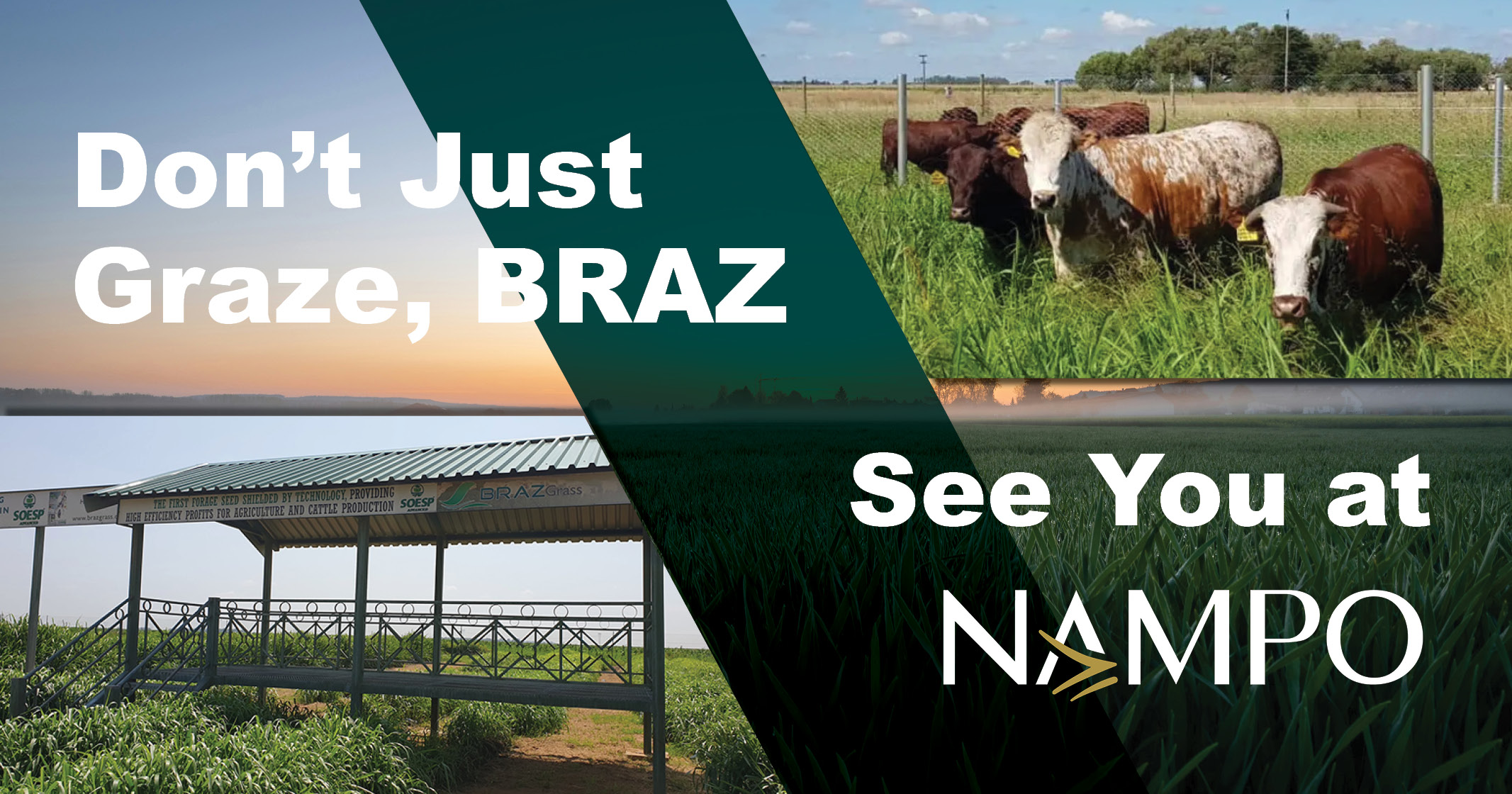 Don't just graze, BRAZ | See you at NAMPO! | BRAZGrass