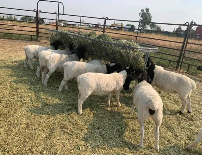 Dorper & Merino Sheep - whatsapp +27767975909 - 1