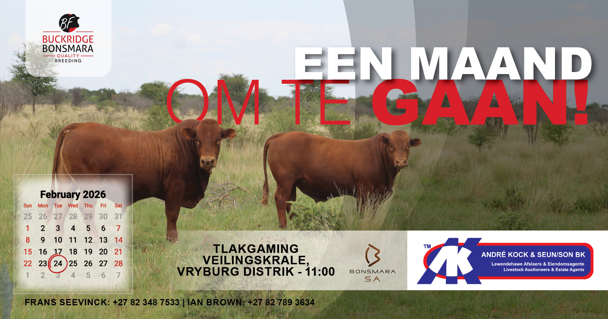 Een maand om te gaan! | Buckridge Bonsmara produksie veiling | 24 Februarie 2026