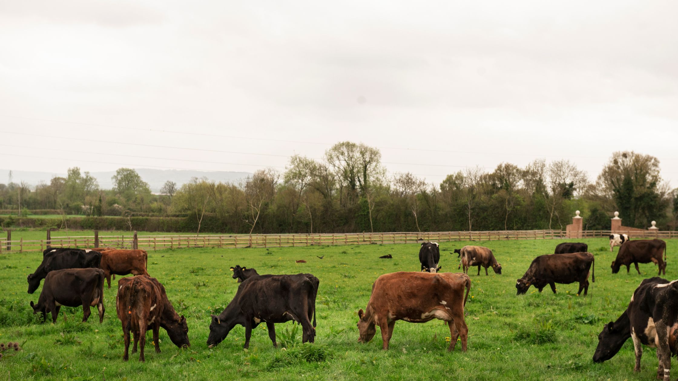 Find the Best Cattle Prices in South Africa Today - 1