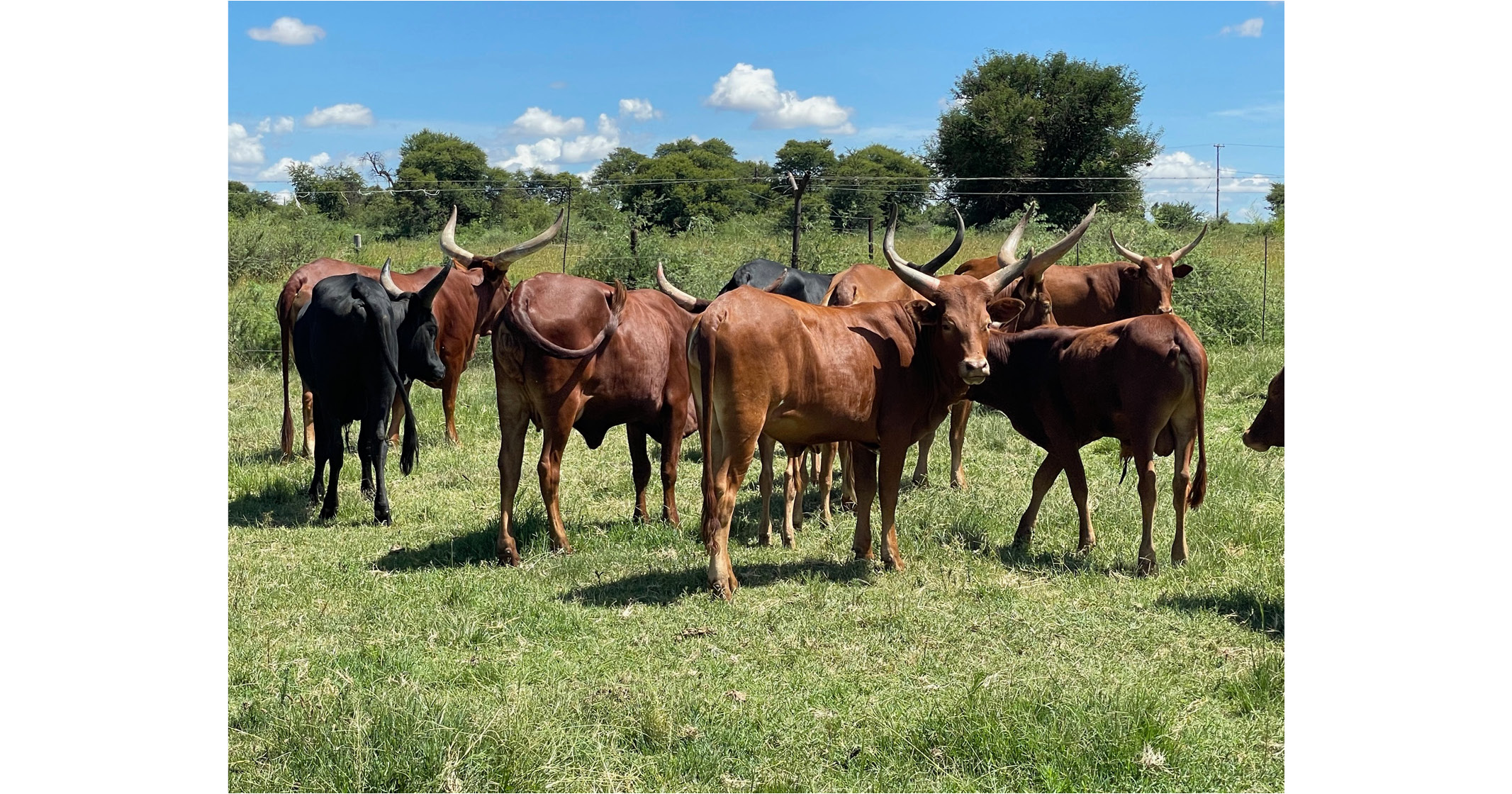 For Sale: Full Ankole Breeding Herd | Secluded Country Lodges - 2