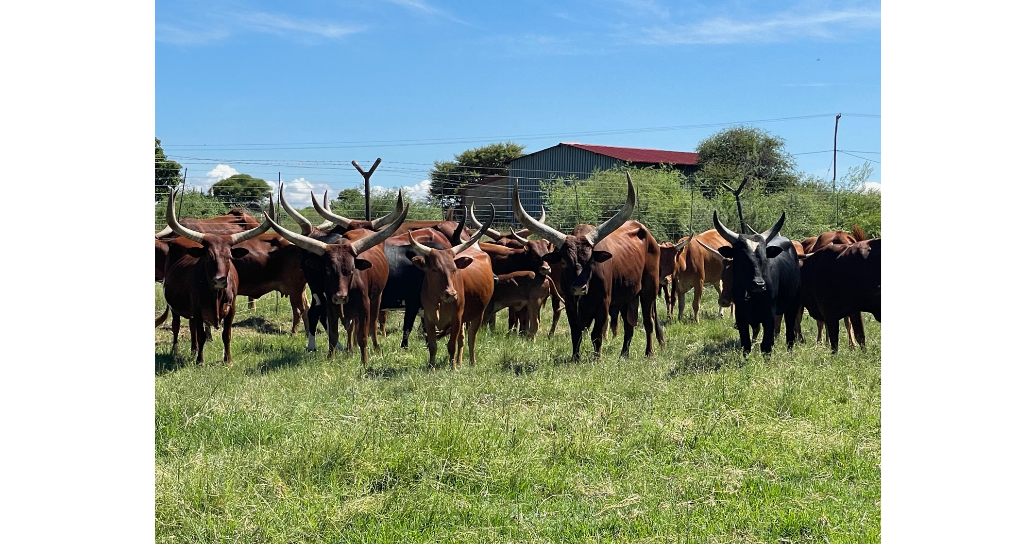 For Sale: Full Ankole Breeding Herd | Secluded Country Lodges - 1