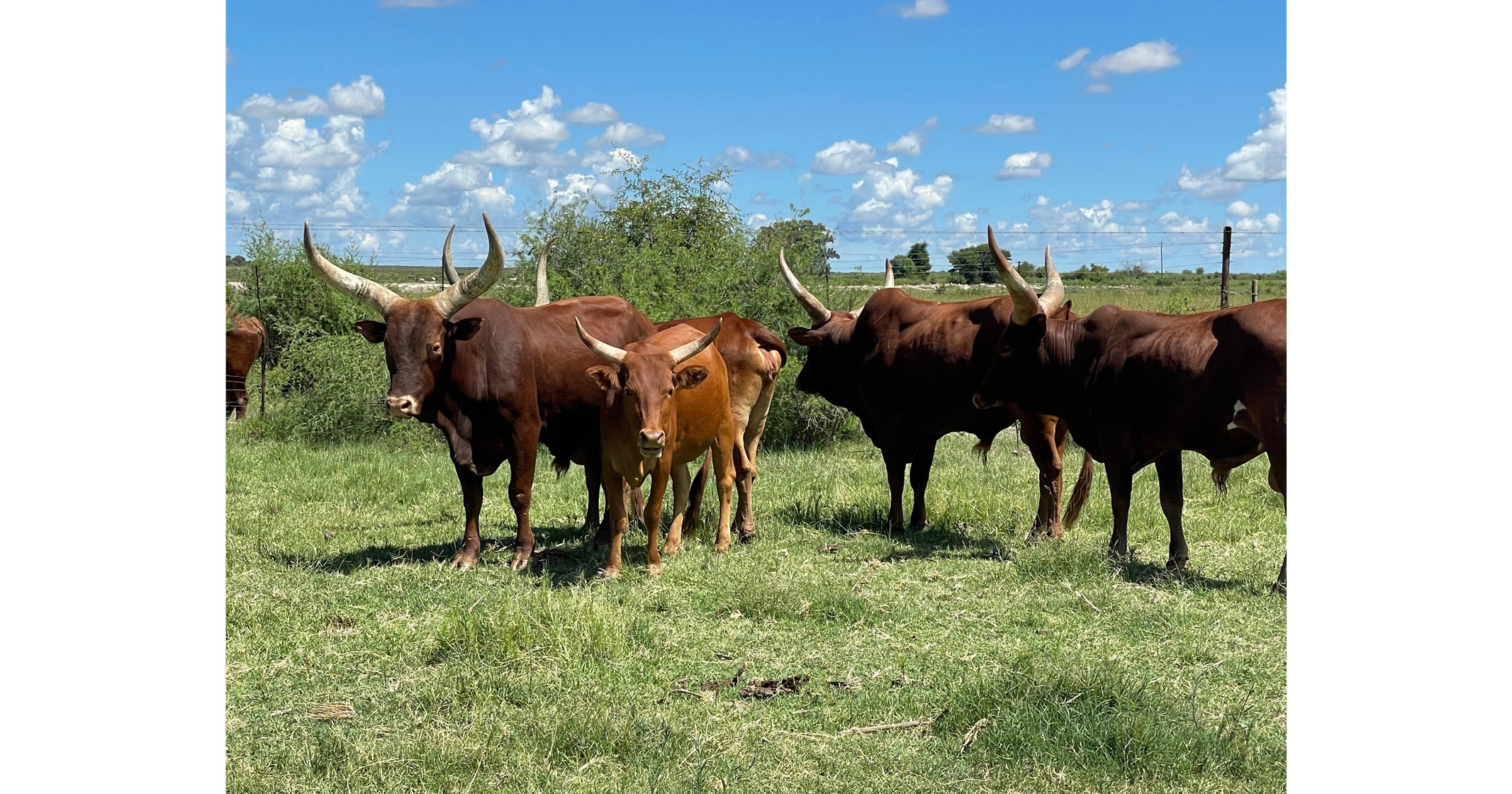 For Sale: Full Ankole Breeding Herd | Secluded Country Lodges - 3
