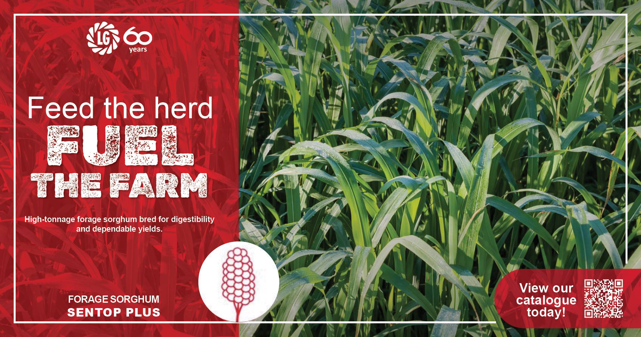 Forage sorghum cultivars | Feed the herd, fuel the farm | Limagrain Field Seeds South Africa