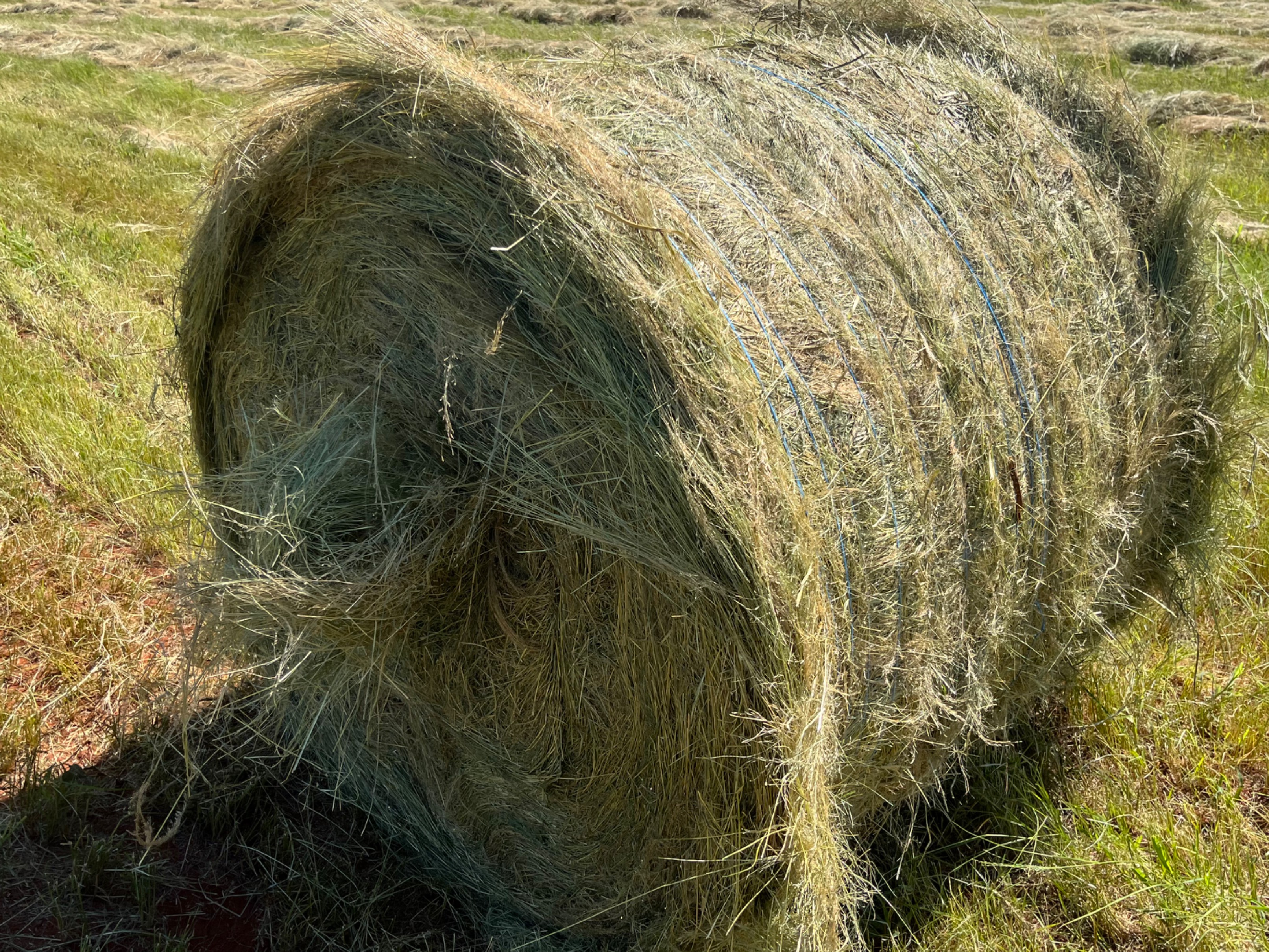Freshly cut teff 1.2m bales - 1