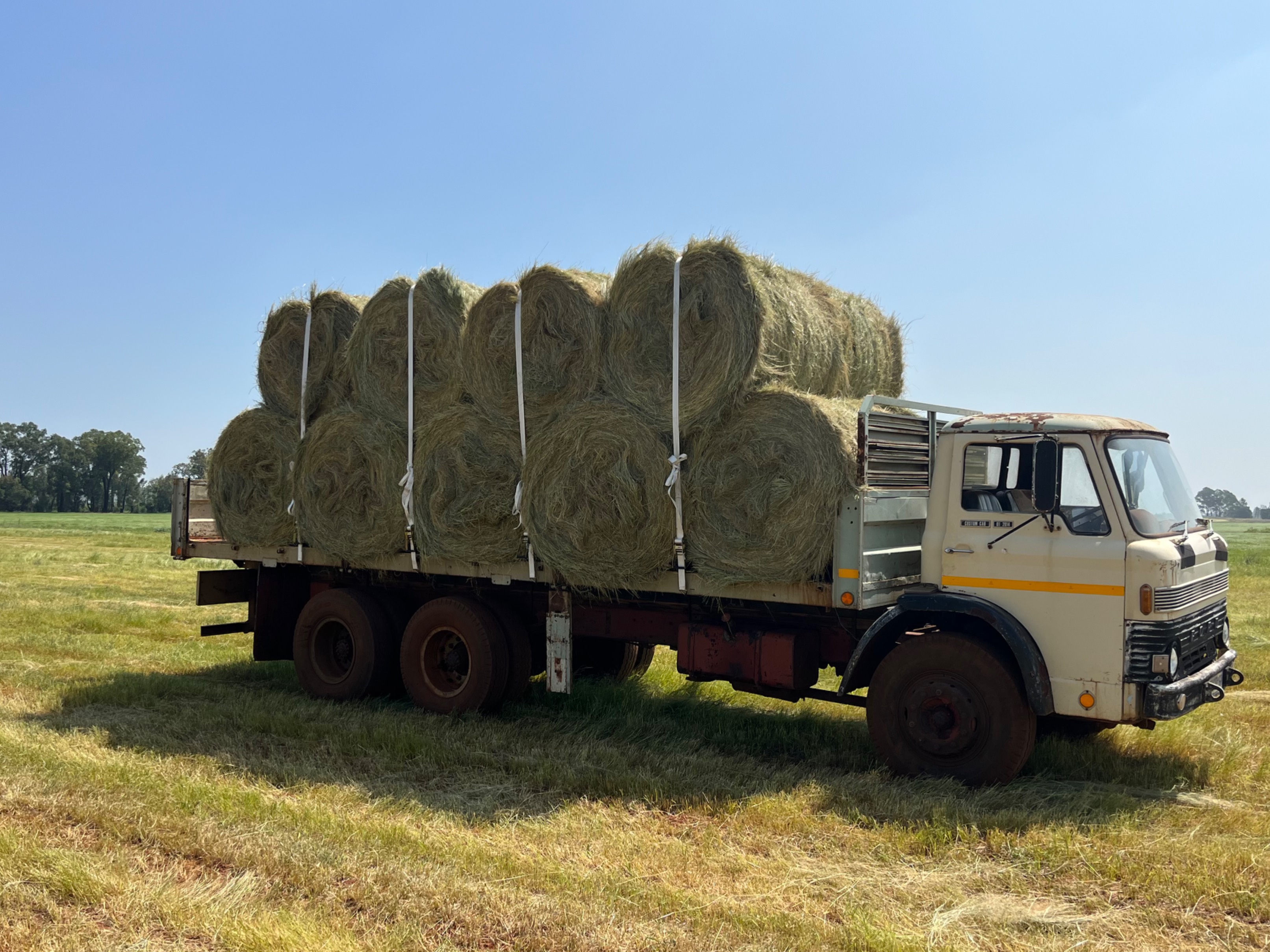 Freshly cut teff 1.2m bales