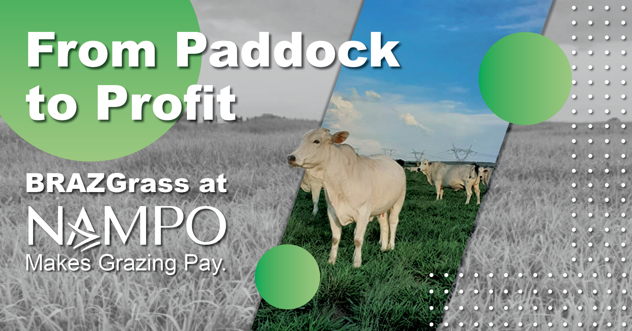 From Paddock to Profit | BRAZGrass at NAMPO 2024 makes grazing pay