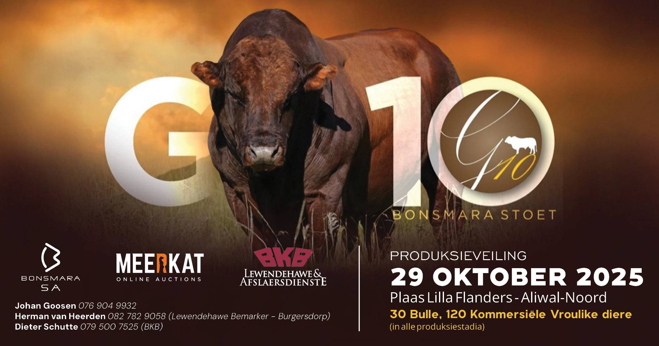 G10 Bonsmara Produksieveiling 2025 | 29 Oktober 2025 | 11:00 | Plaas Lilla Flanders, Aliwal Noord