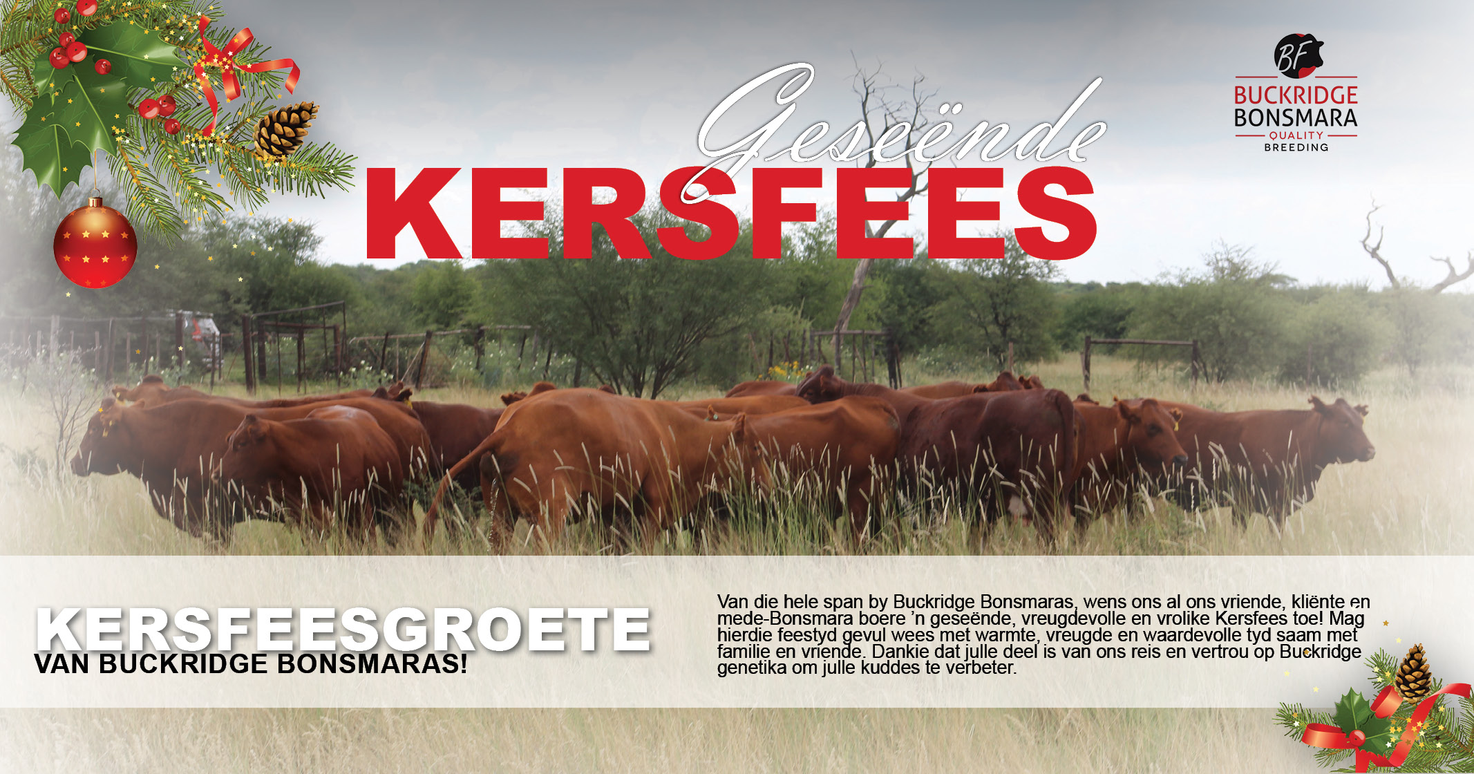 Geseënde Kersfeesgroete van Buckridge Bonsmaras