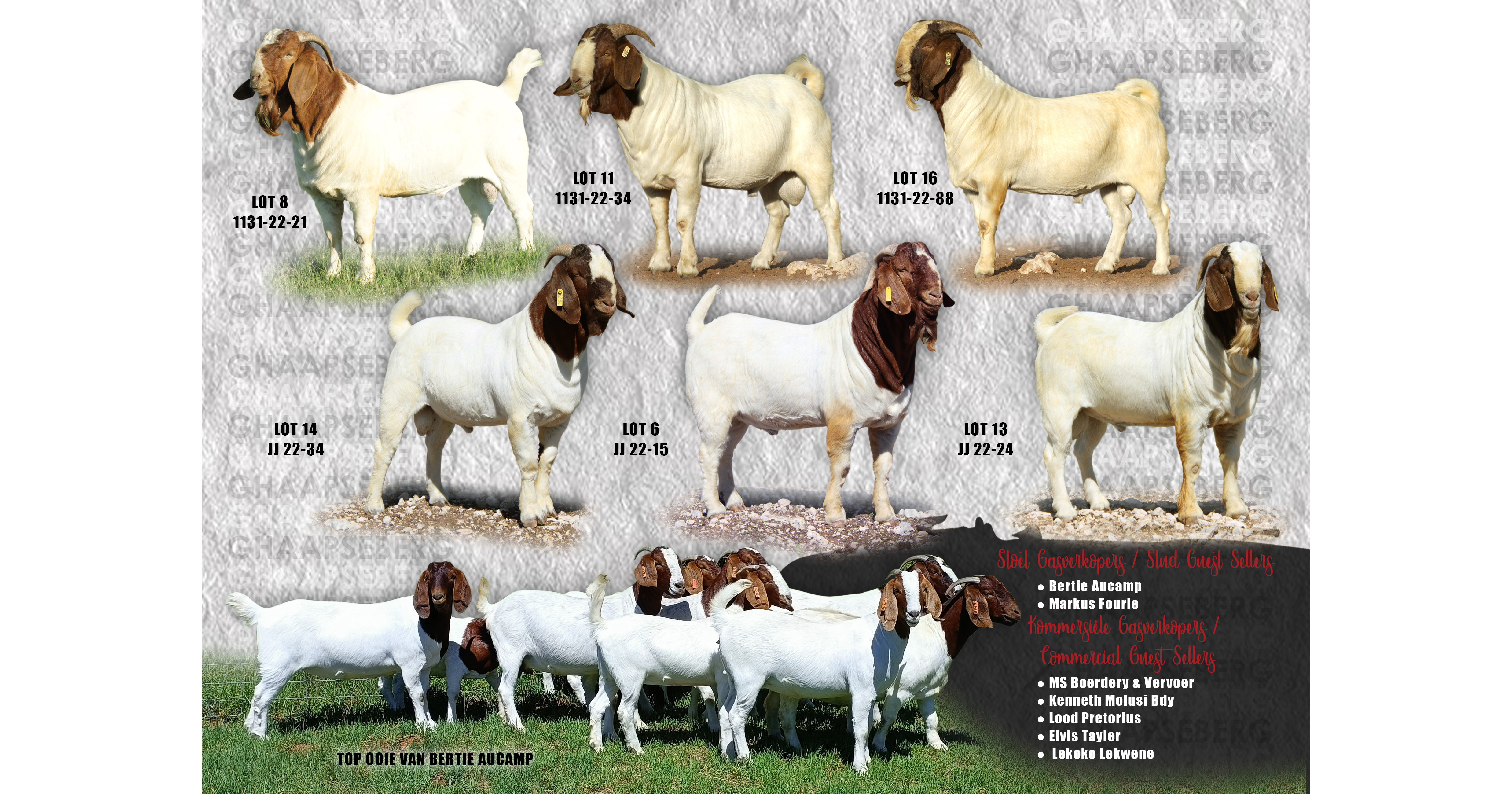 Ghaapseberg Boerbokgroep | 15de Produksieveiling | 6 Maart 2024 - 2