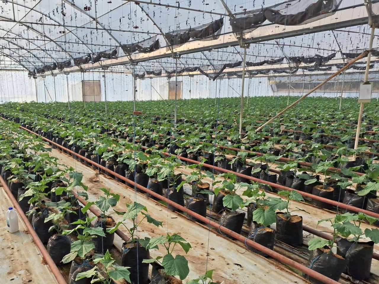 Going Concern: High- Tech Hydroponic Cucumber Farm for Sale. - 1