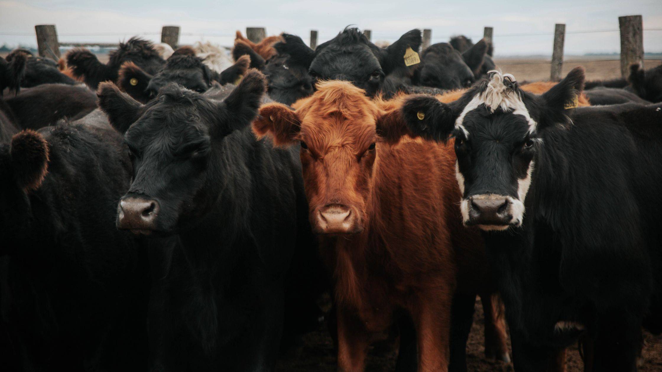 Healthy Heifers for Sale Across South Africa Today - 1