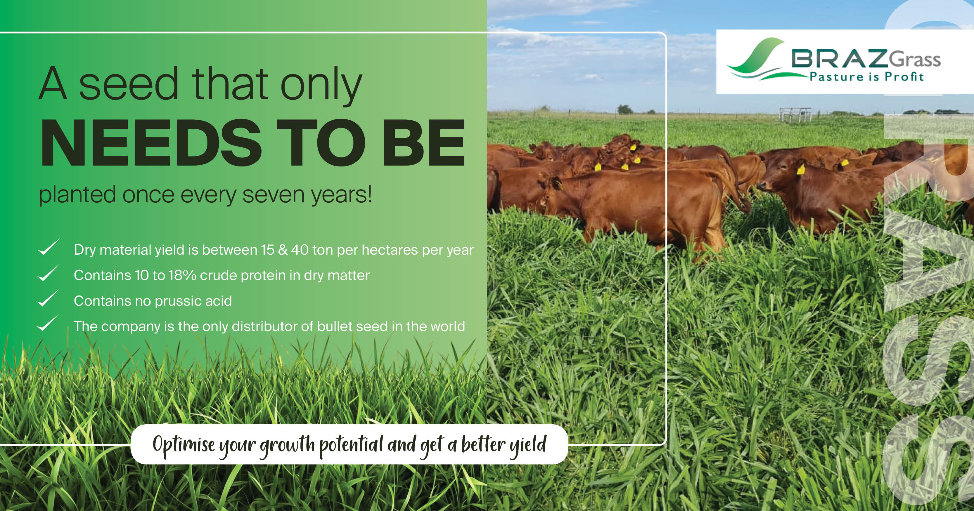 High-Yield Grass, Planted Once in 7 Years | BRAZGrass