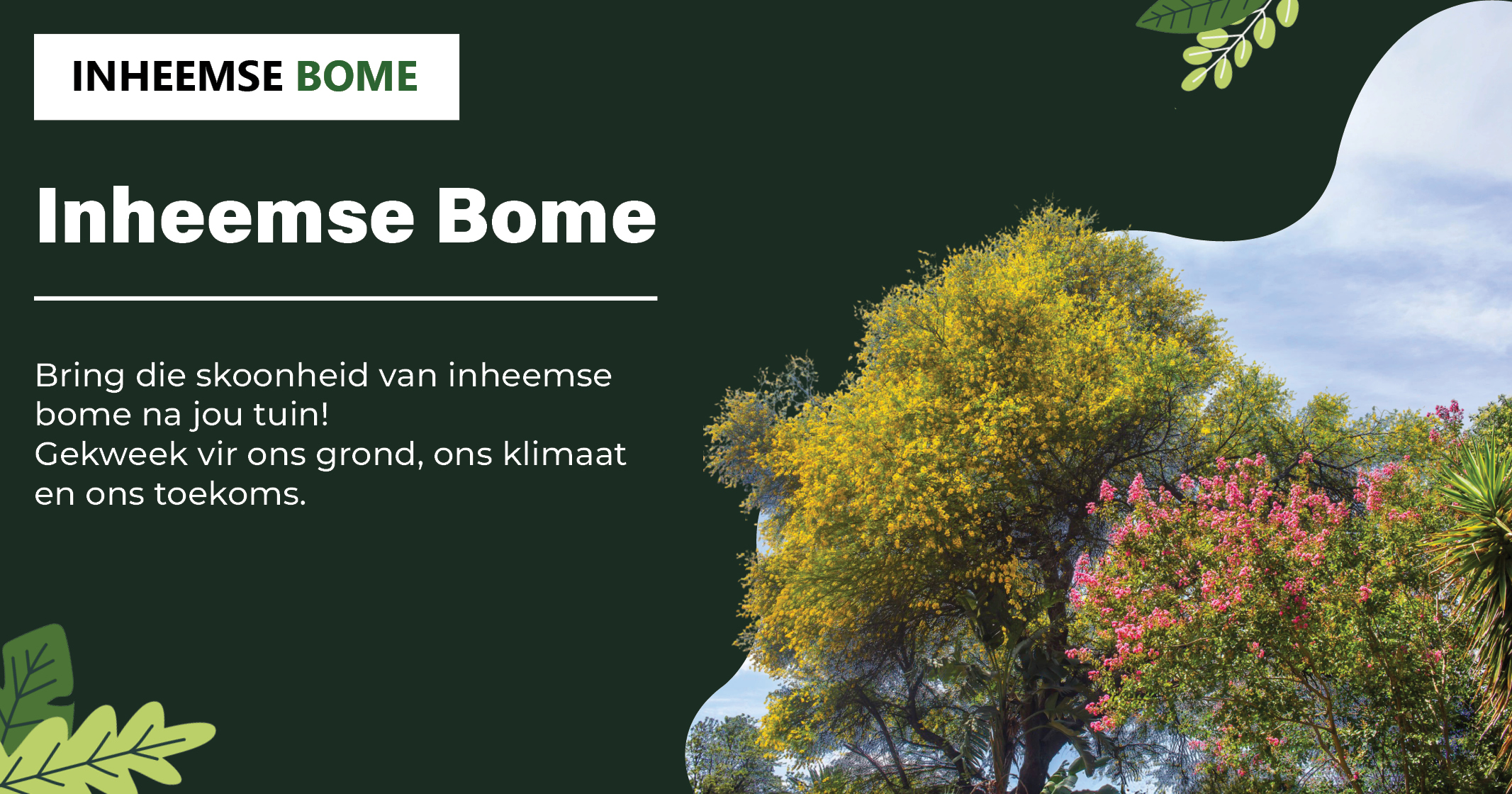 Inheemse bome vir ons grond, klimaat en toekoms – bring natuurlike skoonheid huis toe!