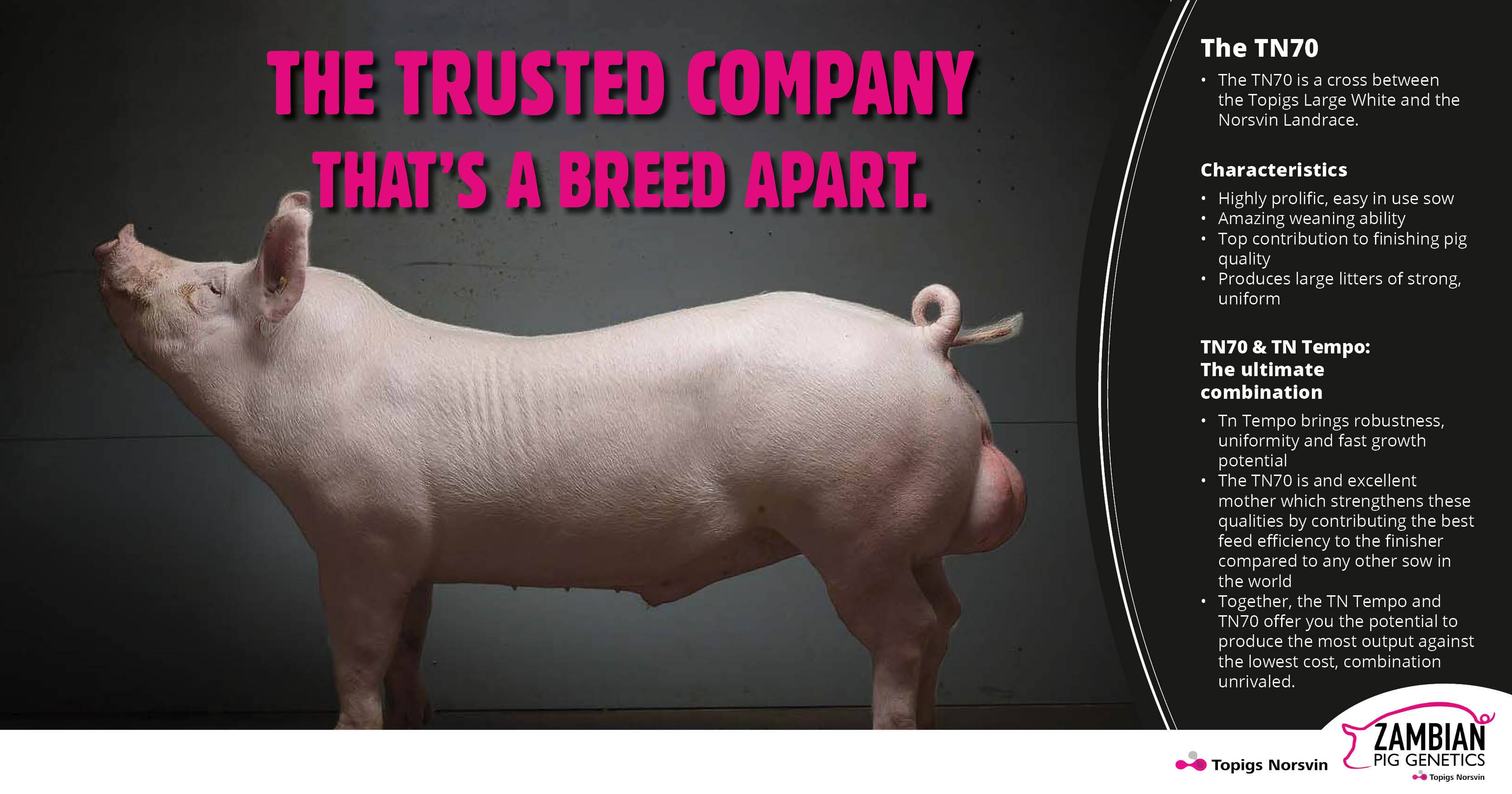 Introducing the TN70 | Zambian Pig Genetics