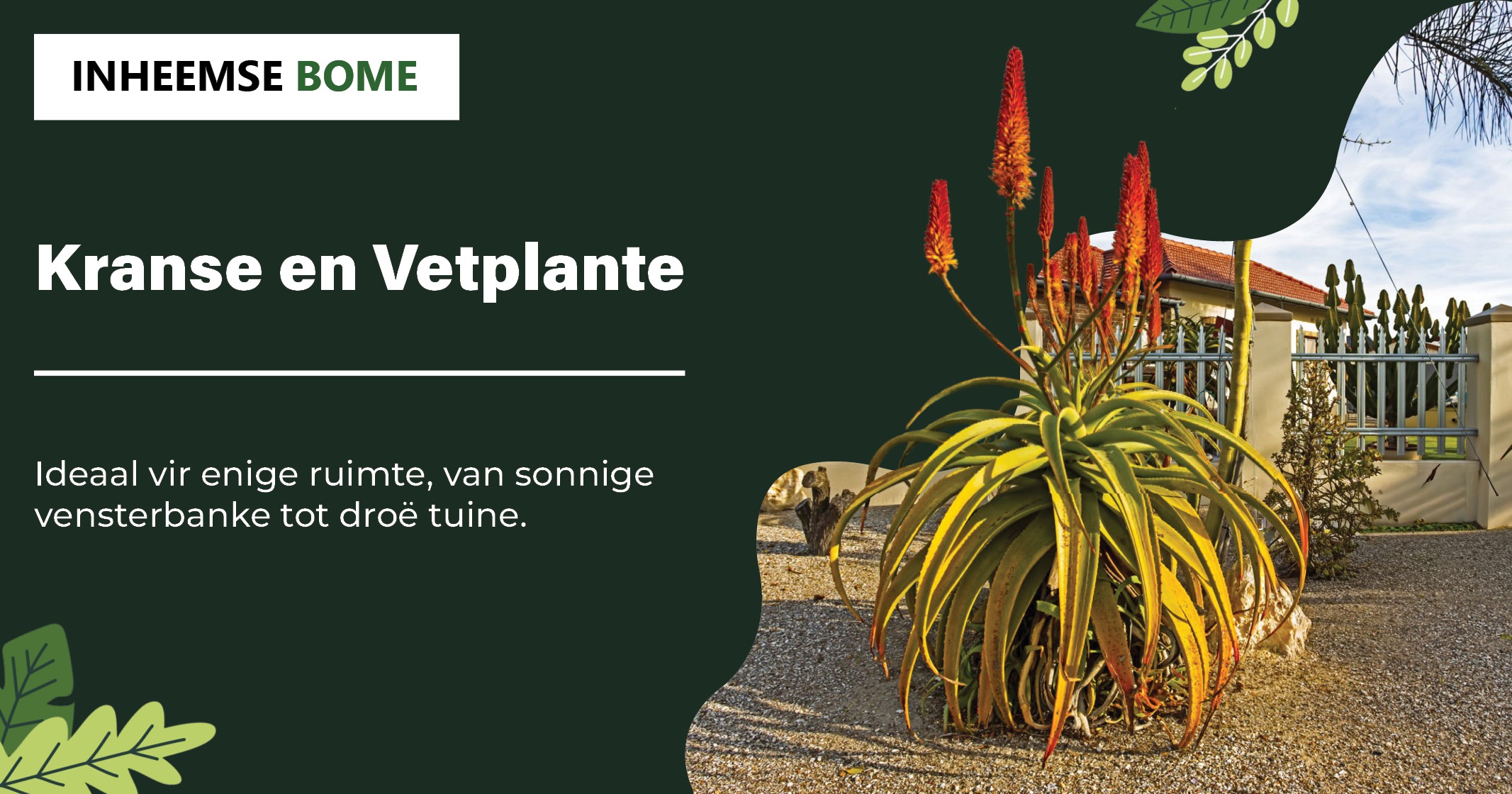 Kranse en Vetplante | Perfek vir enige ruimte, van vensterbank tot droë tuin | Inheemse Bome