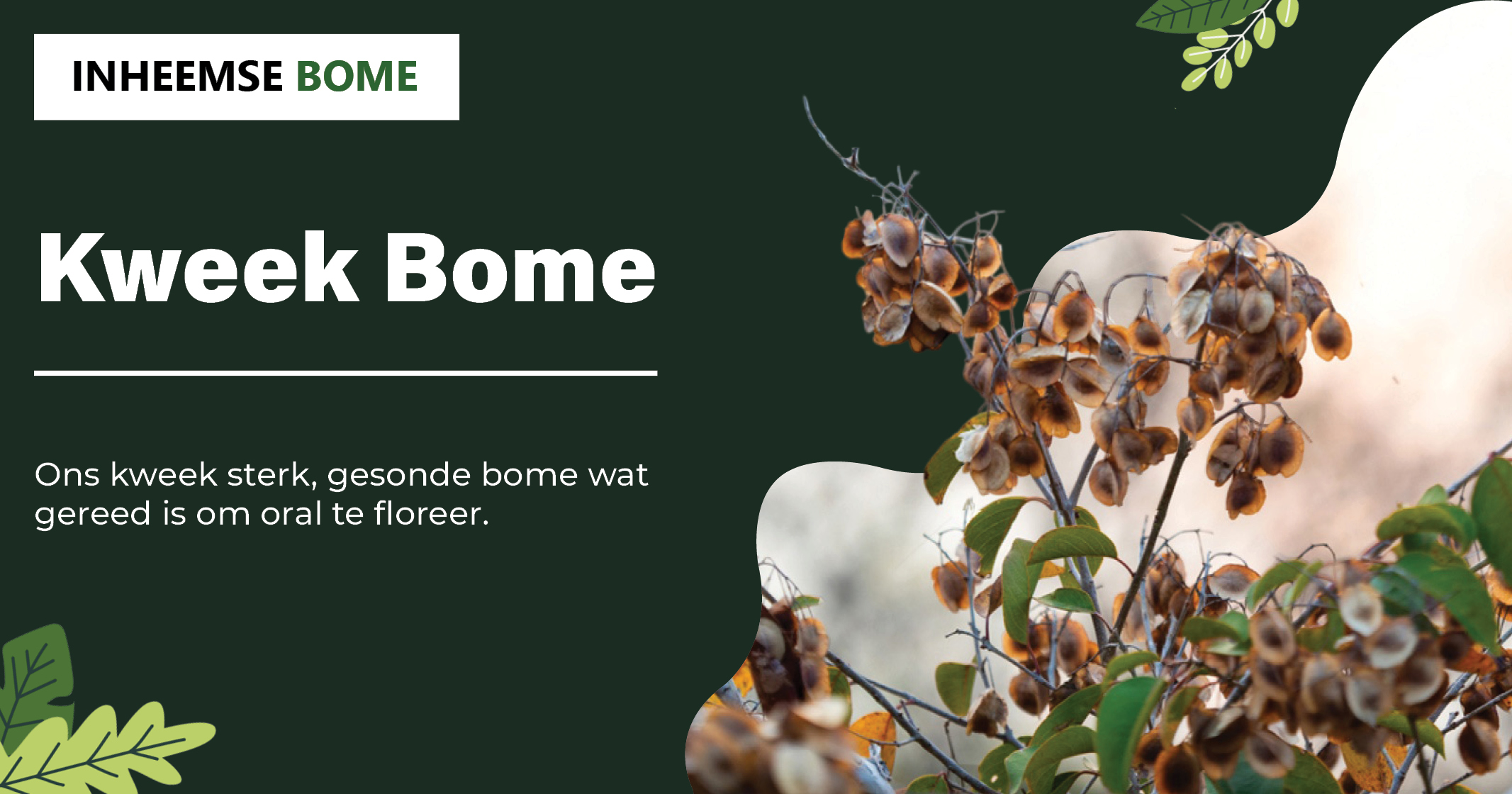 Kweek Bome | Ons kweek sterk, gesonde bome wat gereed is om oral te floreer | Inheemse Bome