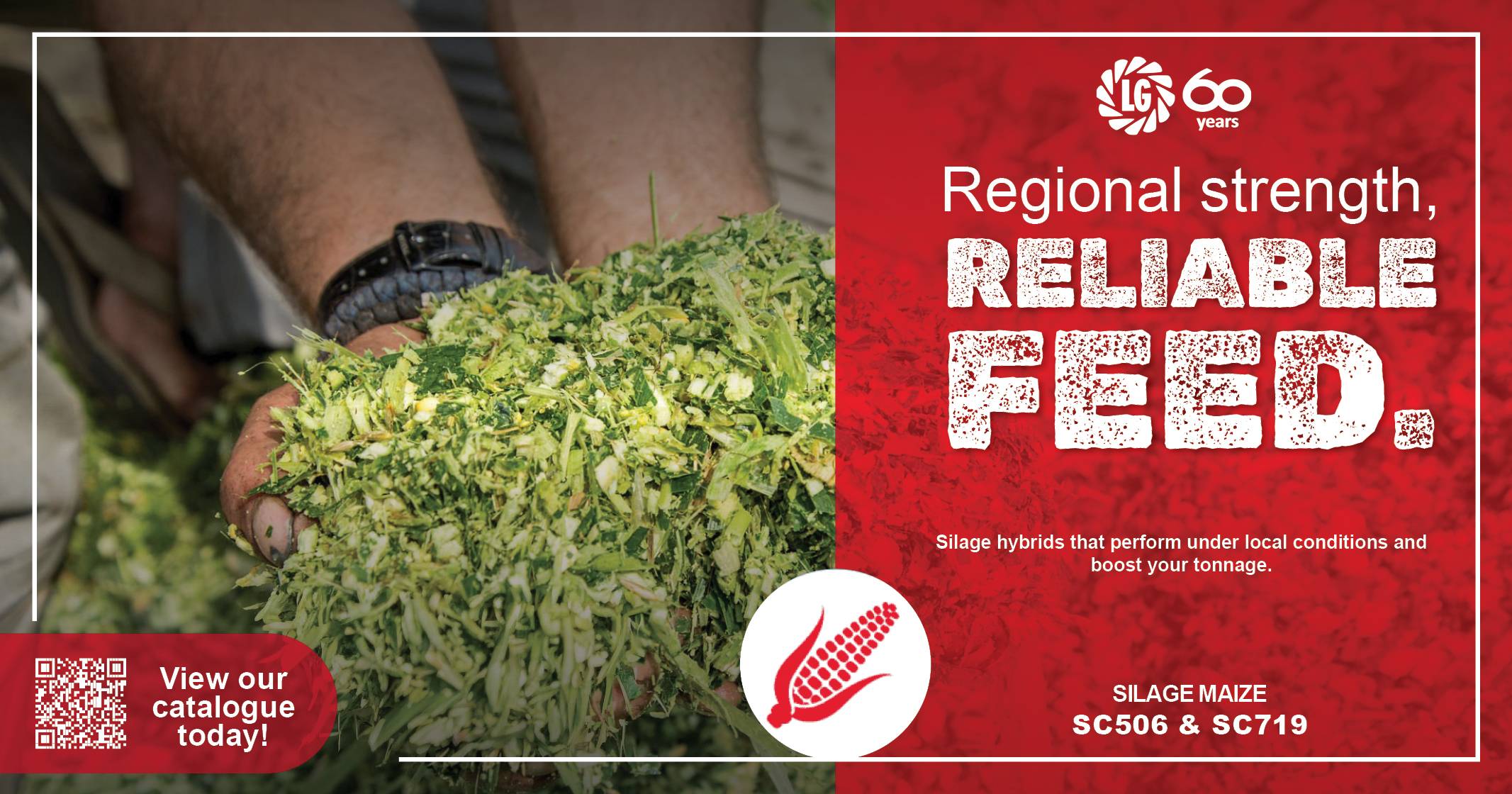 Maize silage | Regional strength, reliable feed | Limagrain Field Seeds South Africa